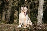 BERGER AUSTRALIEN PUPPIES 638
